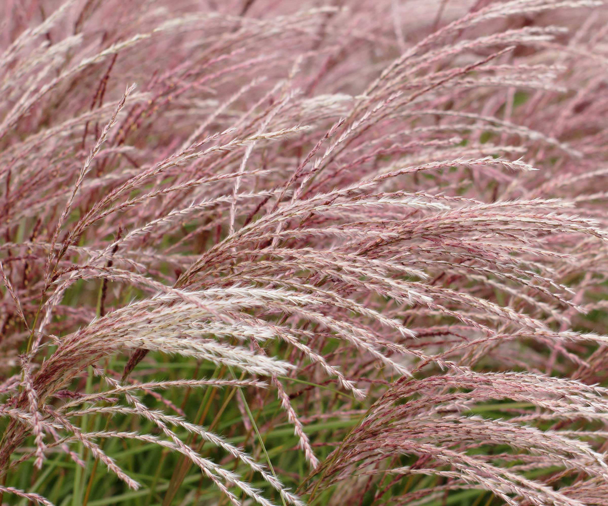miscanthus ornamental grass