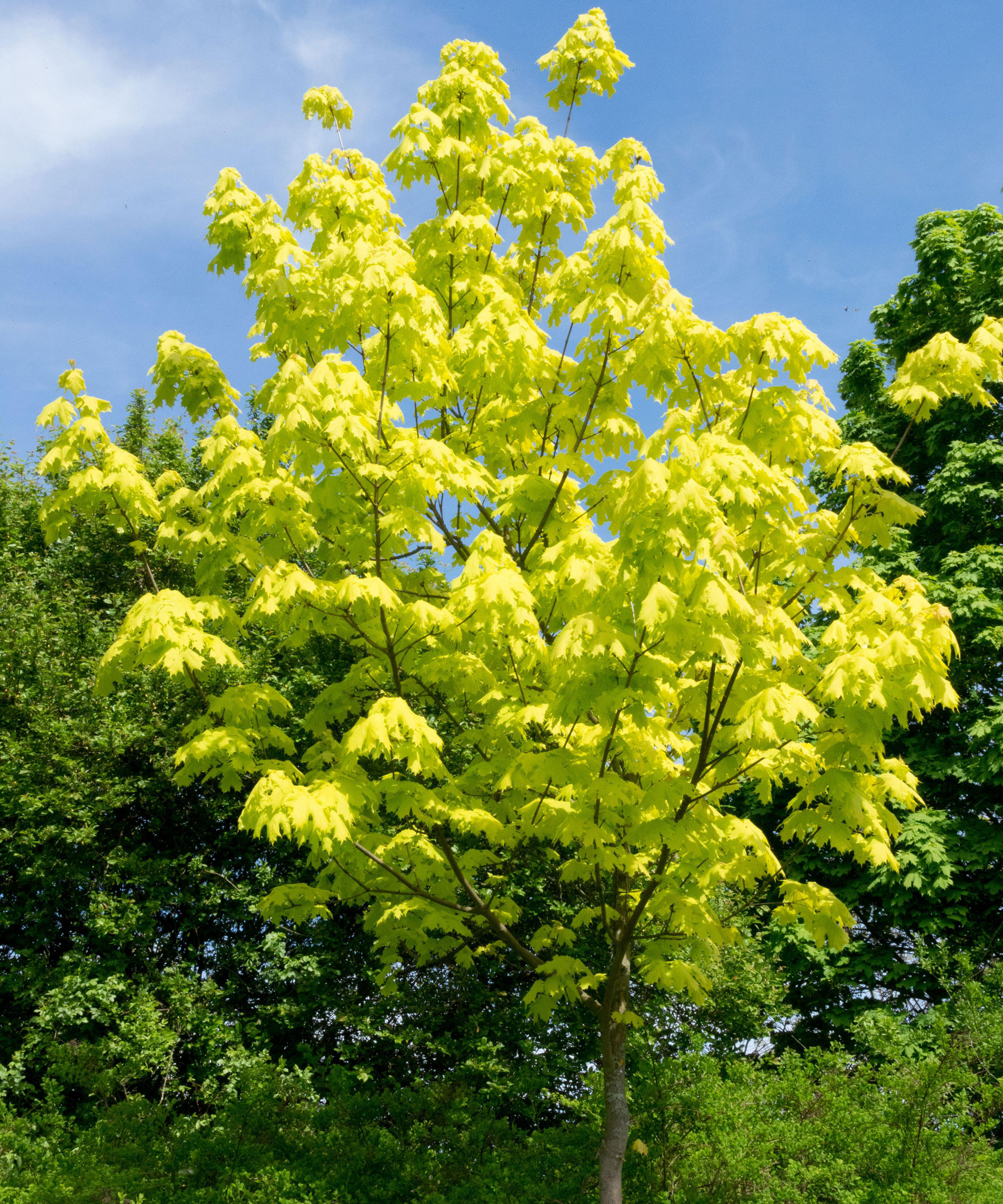 leaves of Acer platanoides 'Princeton Gold' tree