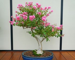 Crape Myrtle bonsai tree