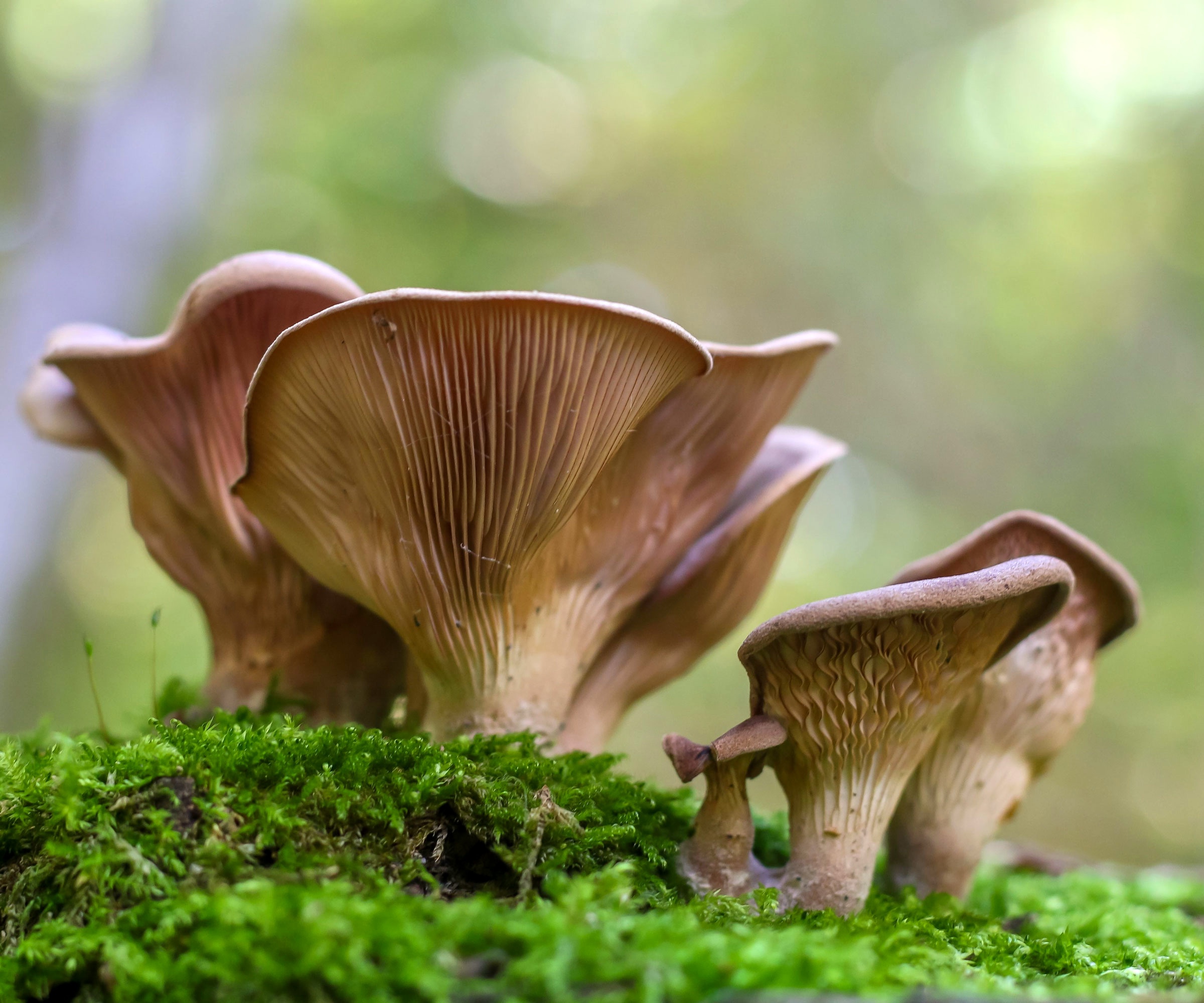 oyster mushrooms growing in garden