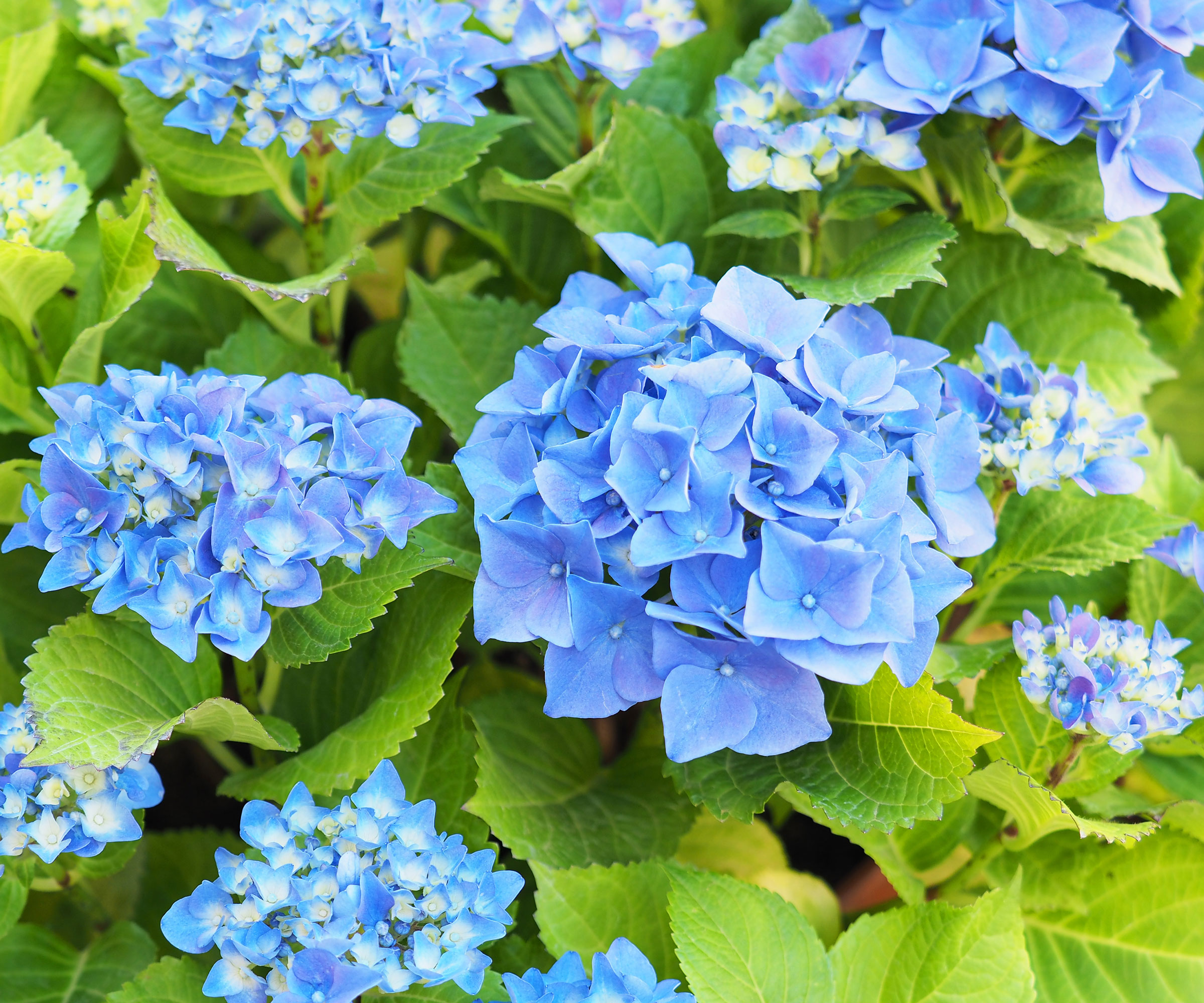 blue hydrangea Nikko Blue in full bloom