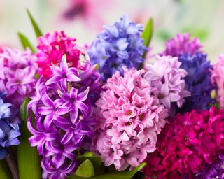 Hyacinths in array of vibrant colors