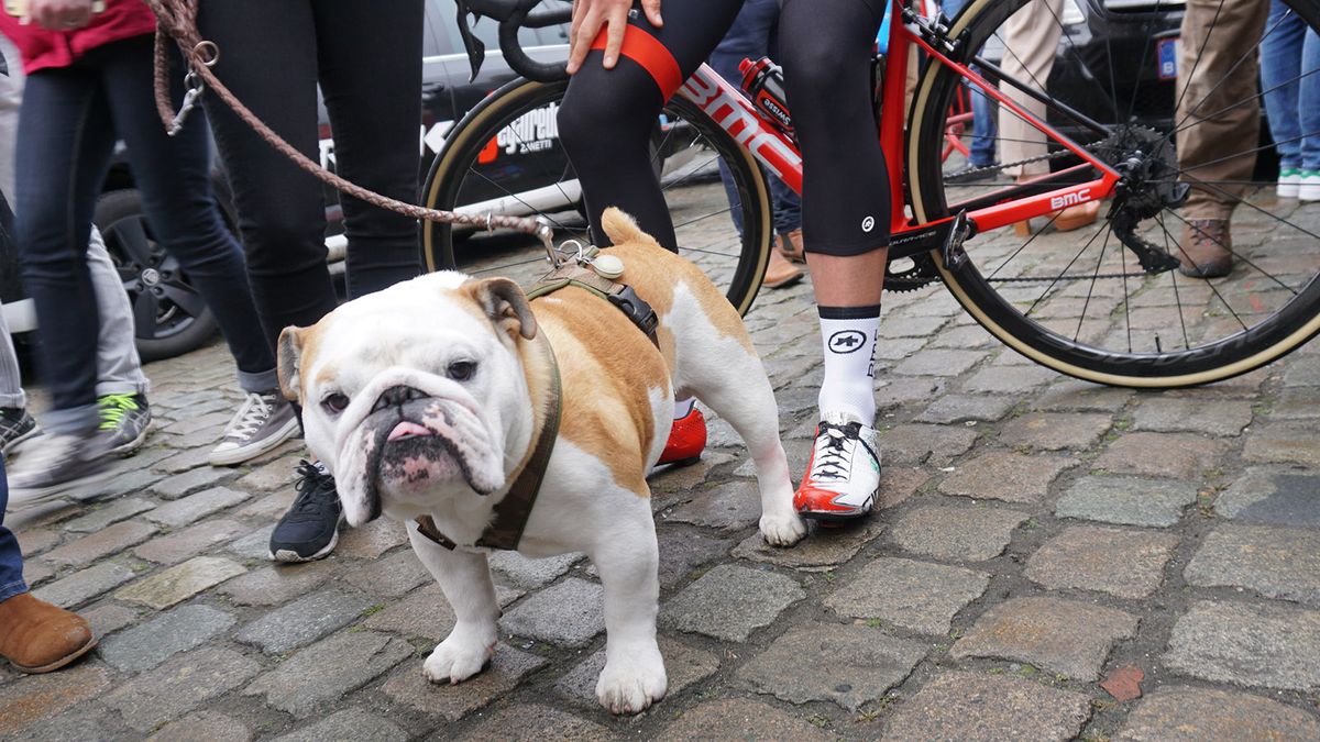 Drucker's dog Elvis features on the customised shoes