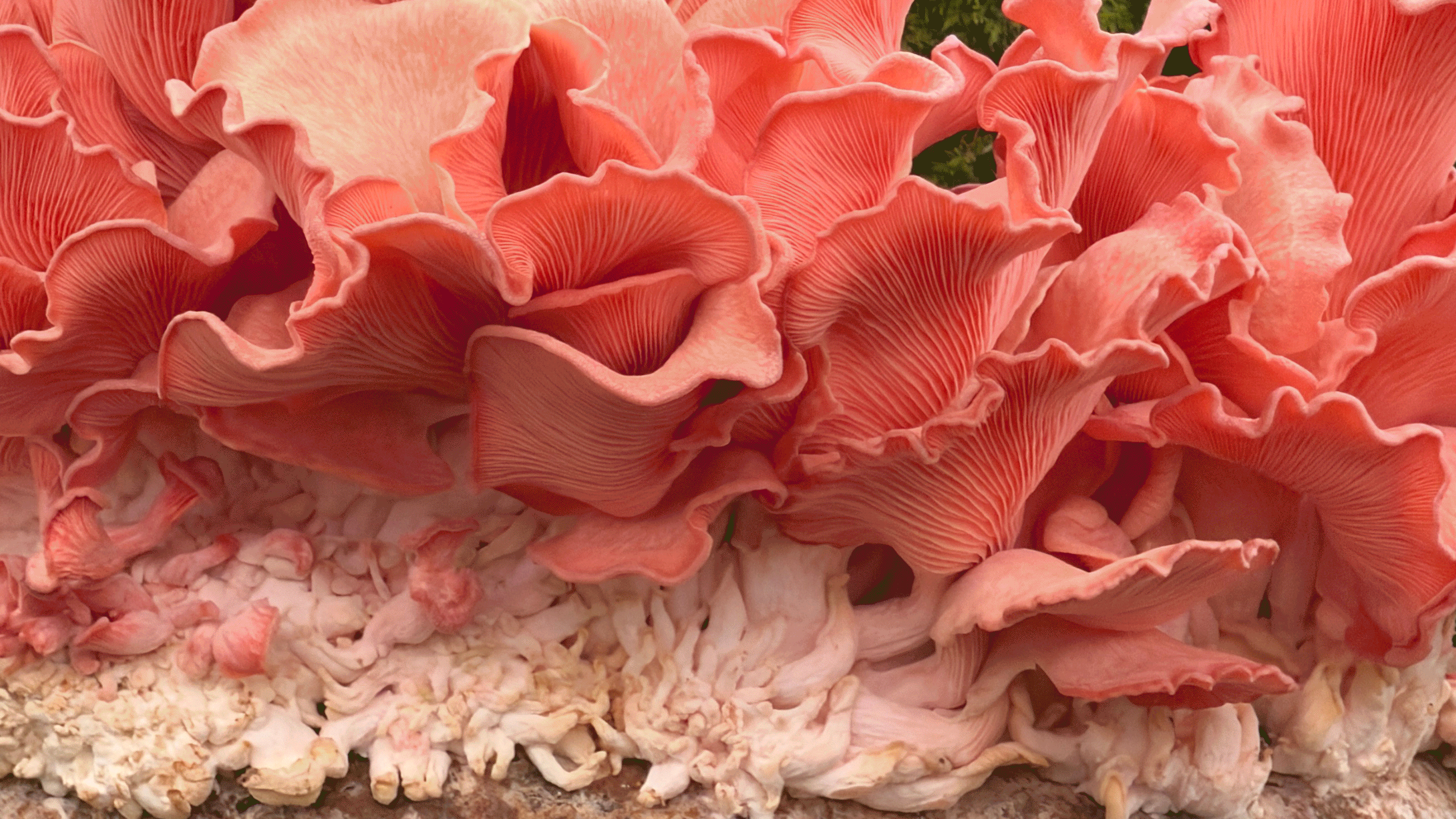 A revolving gif of plant images from chelsea flower show