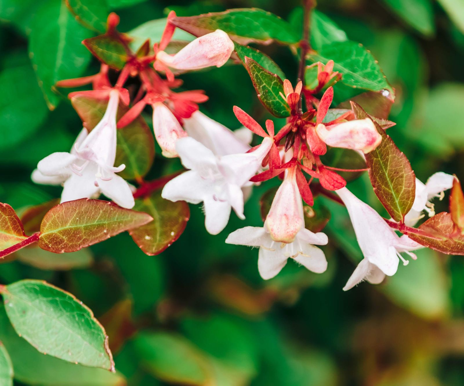 We look at some of the best plants to prune in December Homes & Gardens