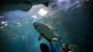 People in an aquarium pointing at shark