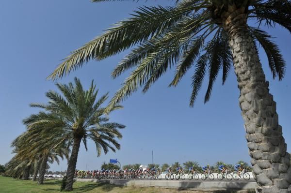Palm trees provide what little shade there is in Oman.