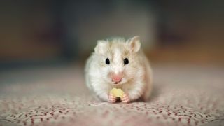 Hamster chewing on a snack