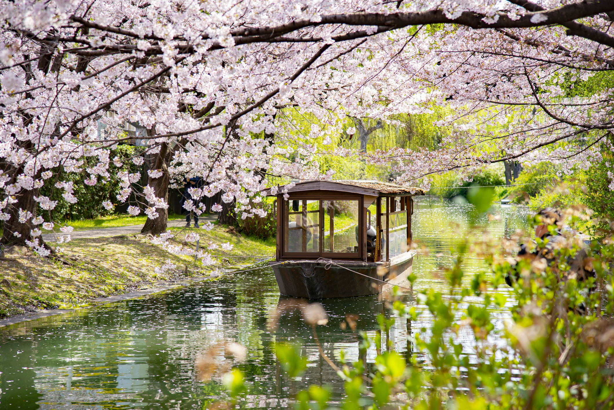 Japanese wooden tourist sightseeing boat with Pink sakura branches in springtime
