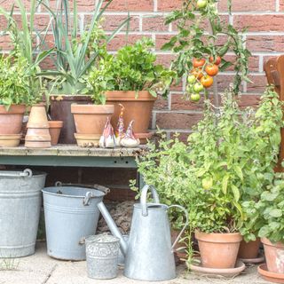 Flower pots with herbs and vegetables on a patio