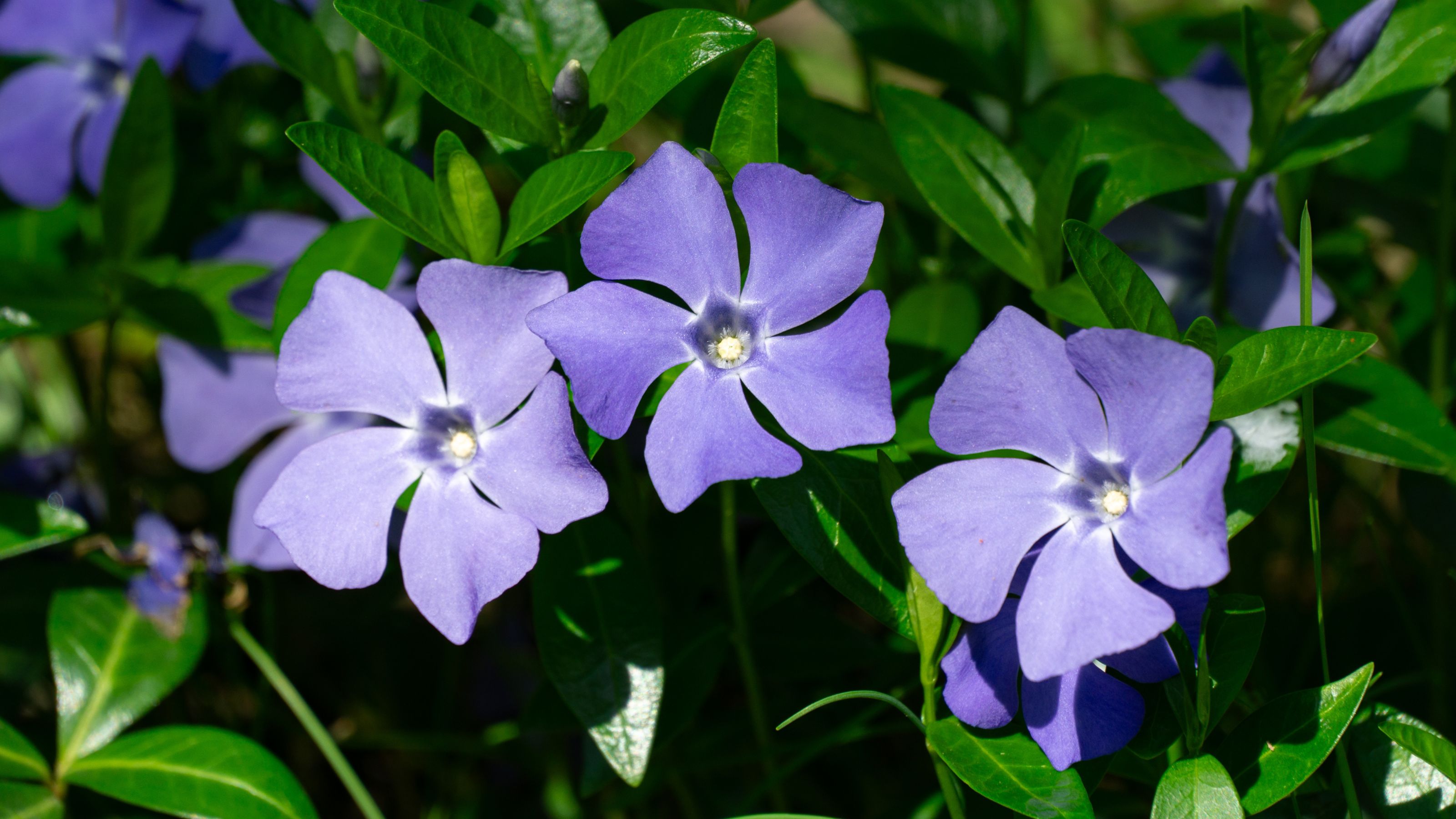Flowering lesser periwinkle growing in garden