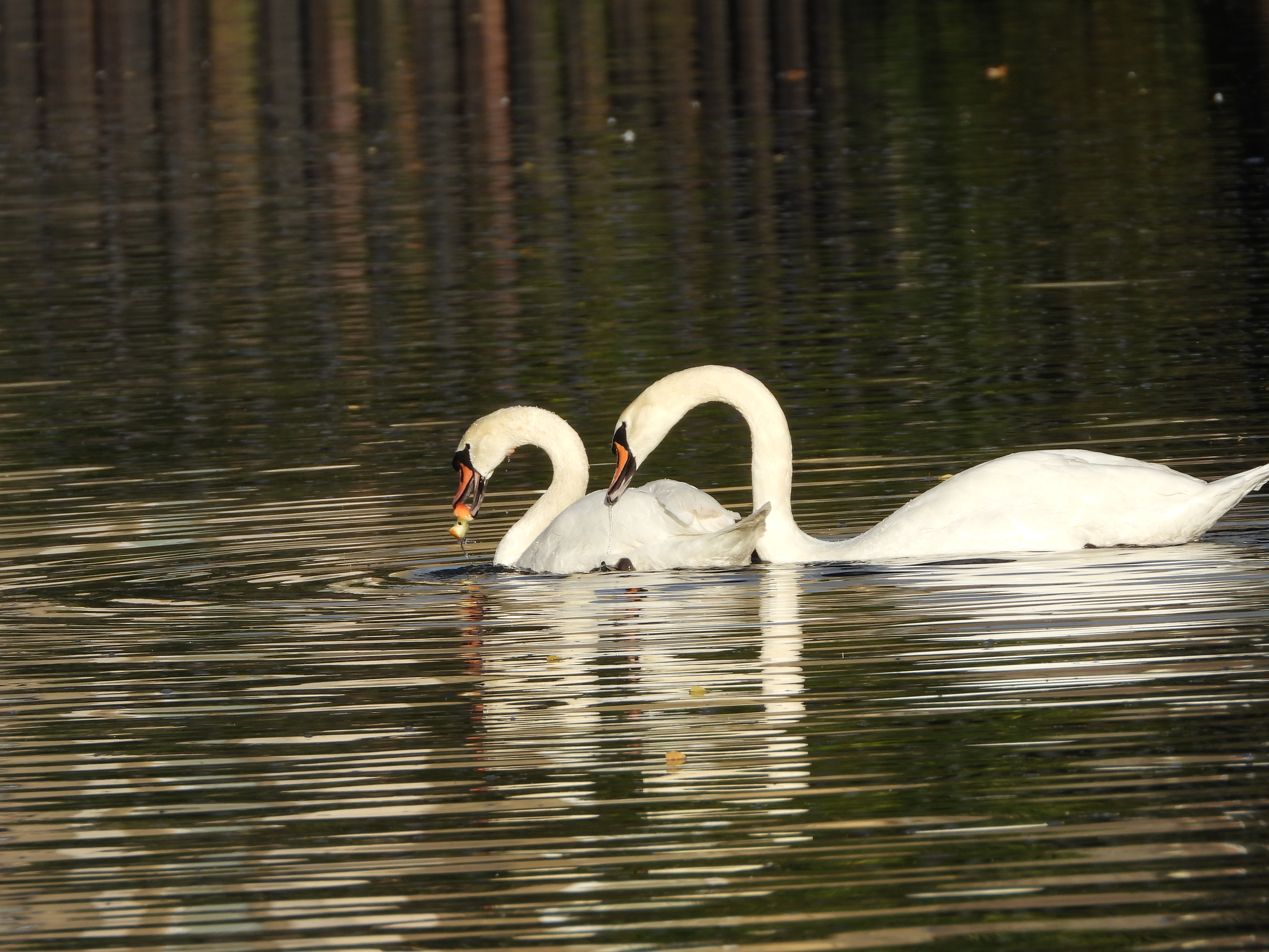 A photo taken on a Nikon Coolpix P1100 digital camera