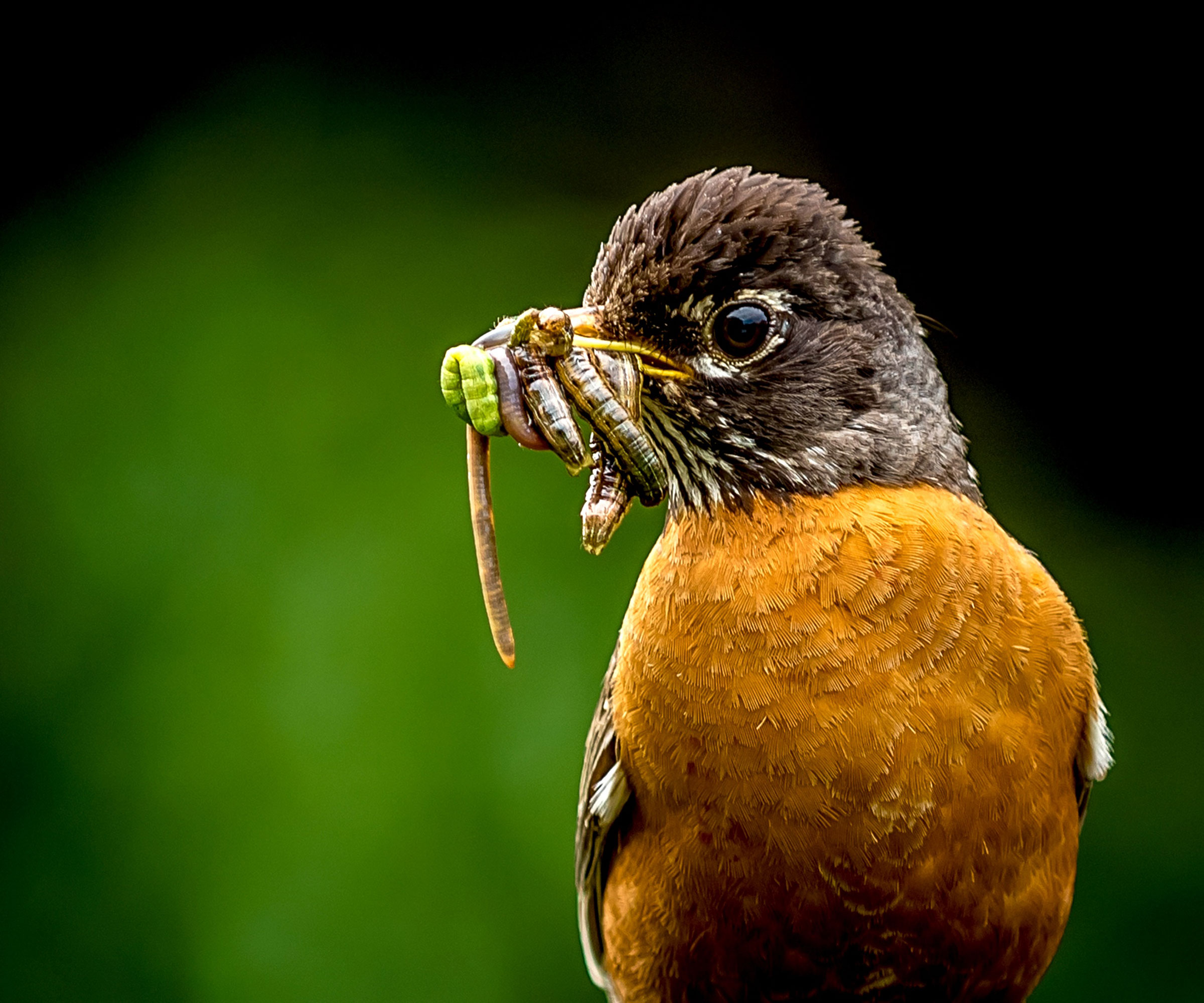 American robin with mouth full of caterpillars and grubs