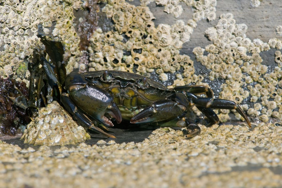 Green shore crab (Carcinus maenas).