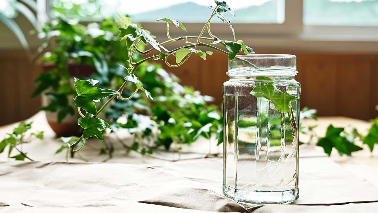 english ivy cutting in water