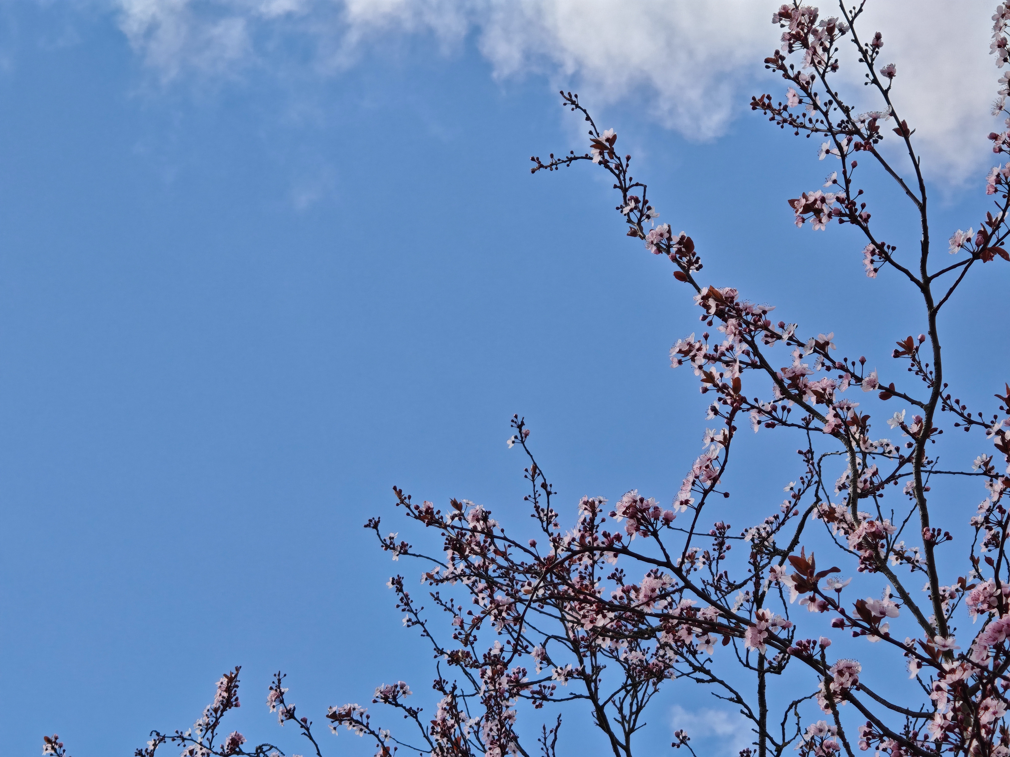 Cherry blossom against a blue sky