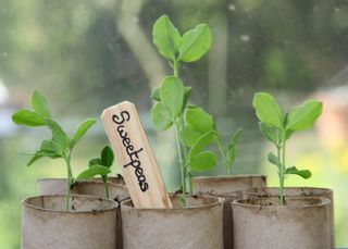 Young lathyrus odoratus 'Spencer' variety sweet peas sown in recycled toilet roll inners, growing on a warm windowsill indoors, ready for planting out