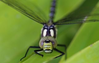 GuruShots - Magnificent Macro