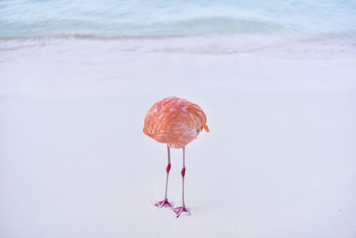 A flamingo whose head is apparently missing, but I promise it&rsquo;s there somewhere. In fact, the bird is just going about its morning routine at a Caribbean beach, head tucked beneath the torso to give the plumage a good cleaning.