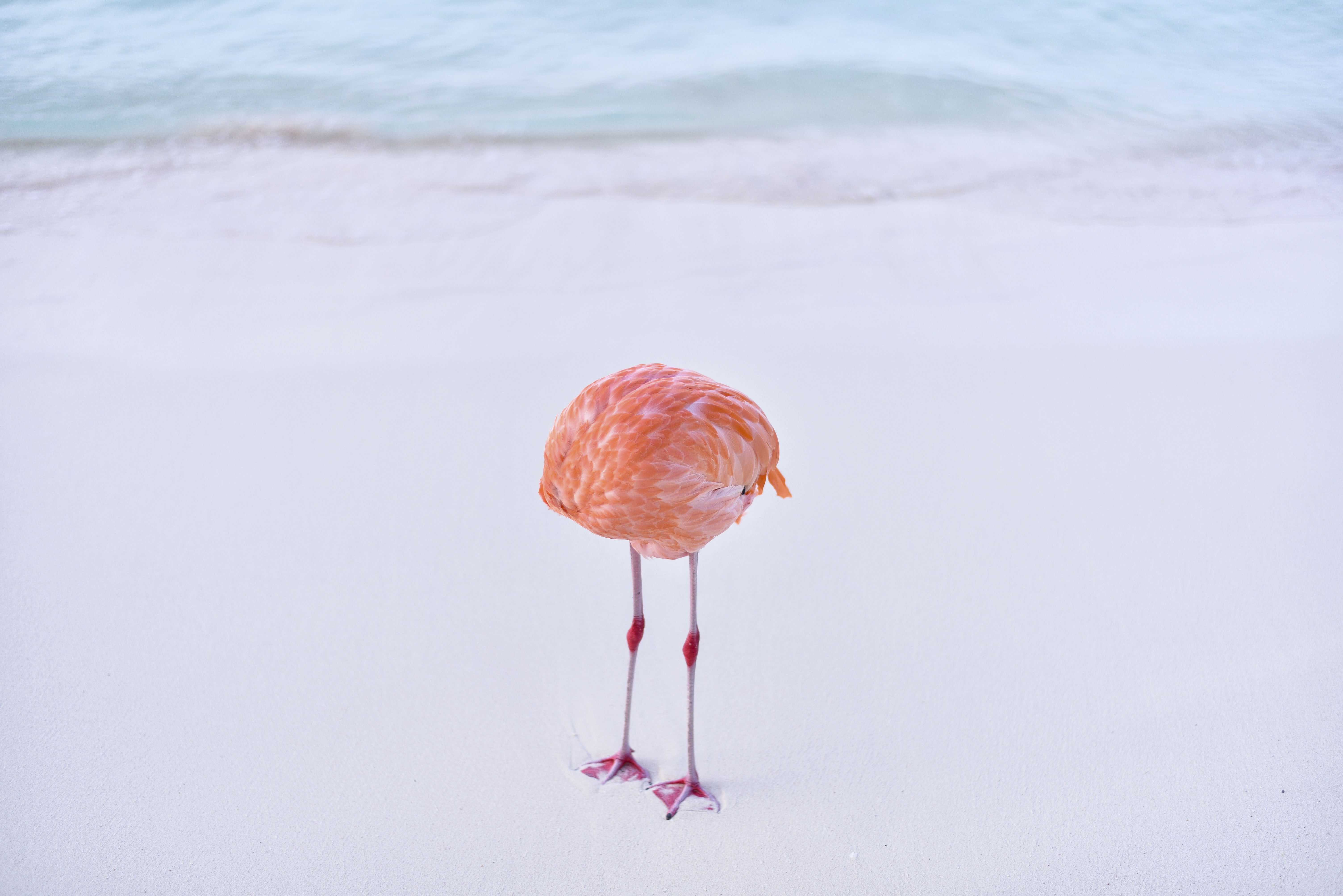 A flamingo whose head is apparently missing, but I promise it’s there somewhere. In fact, the bird is just going about its morning routine at a Caribbean beach, head tucked beneath the torso to give the plumage a good cleaning.