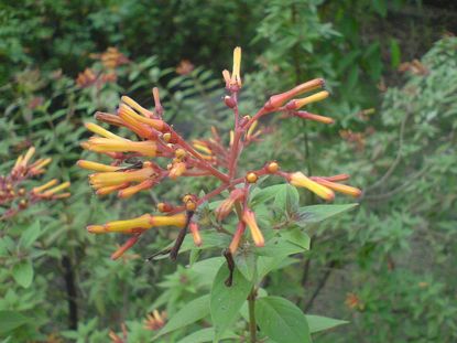 Firebush Plant