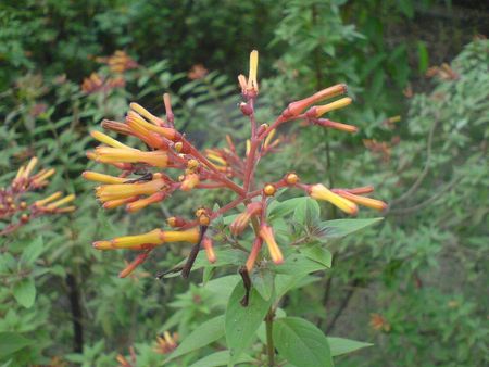 Firebush Plant