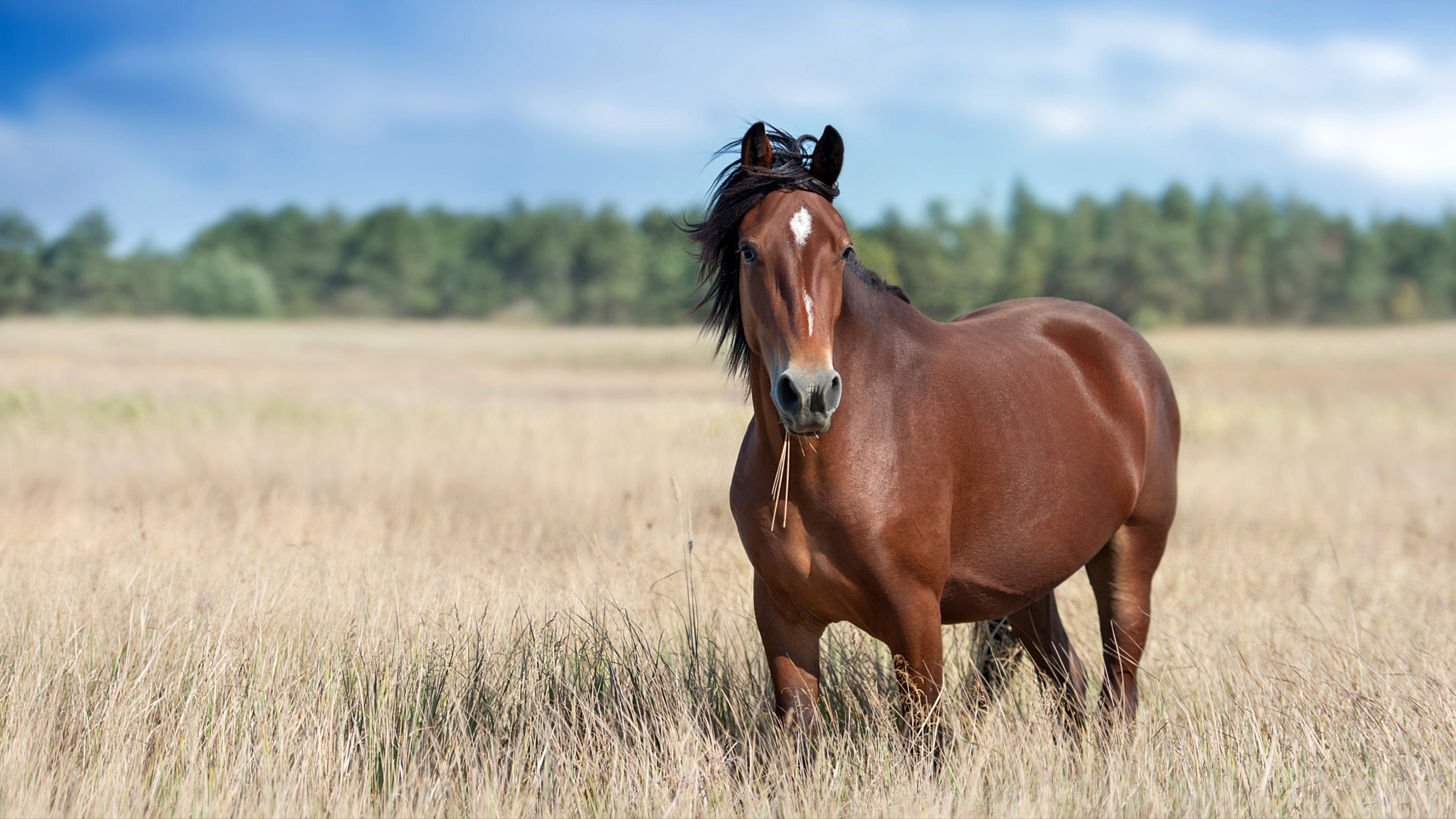 Horse in field