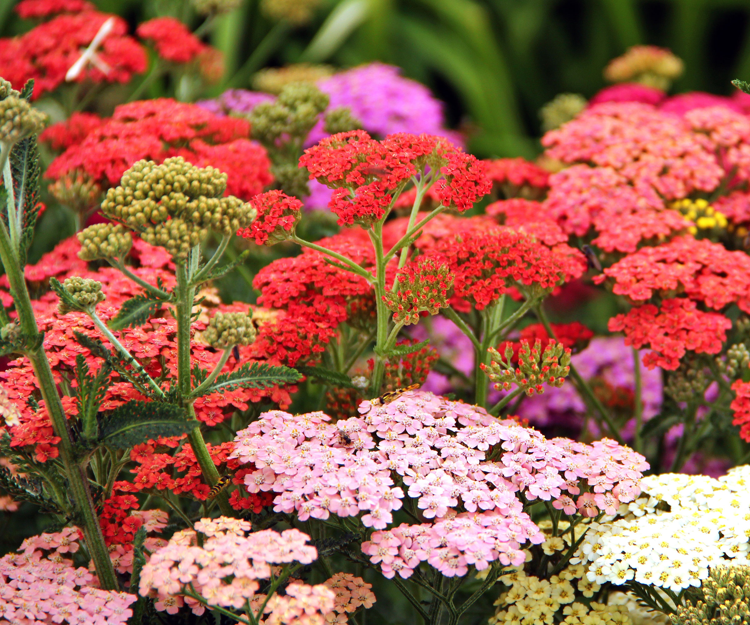 yarrow plants with mixed shades of red, pink and white flowers