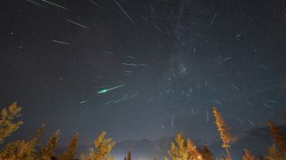 tens of long white streaks of light fill the star studded sky, there are trees below in the foreground.