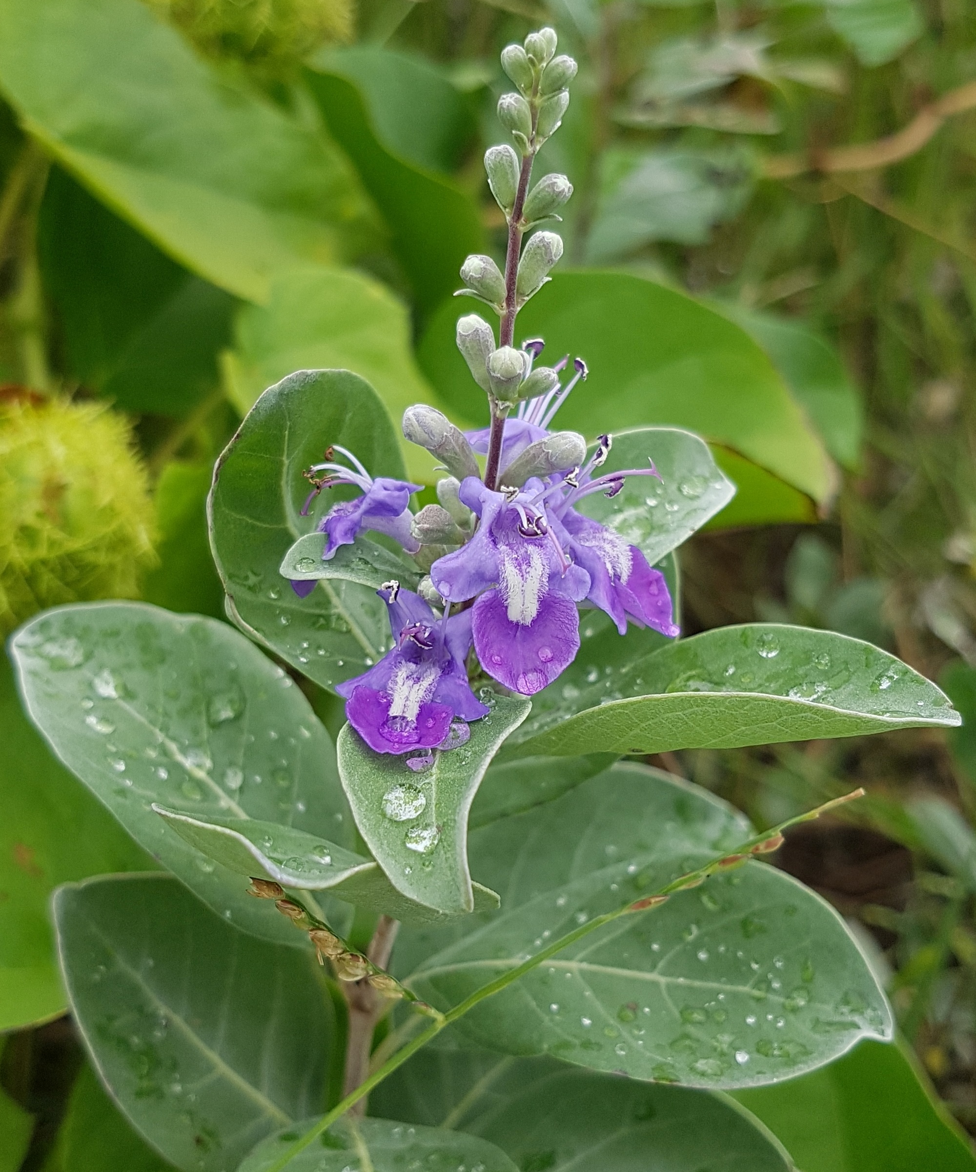 Mauve flowers and grey-green foliage of invasive beach vitex