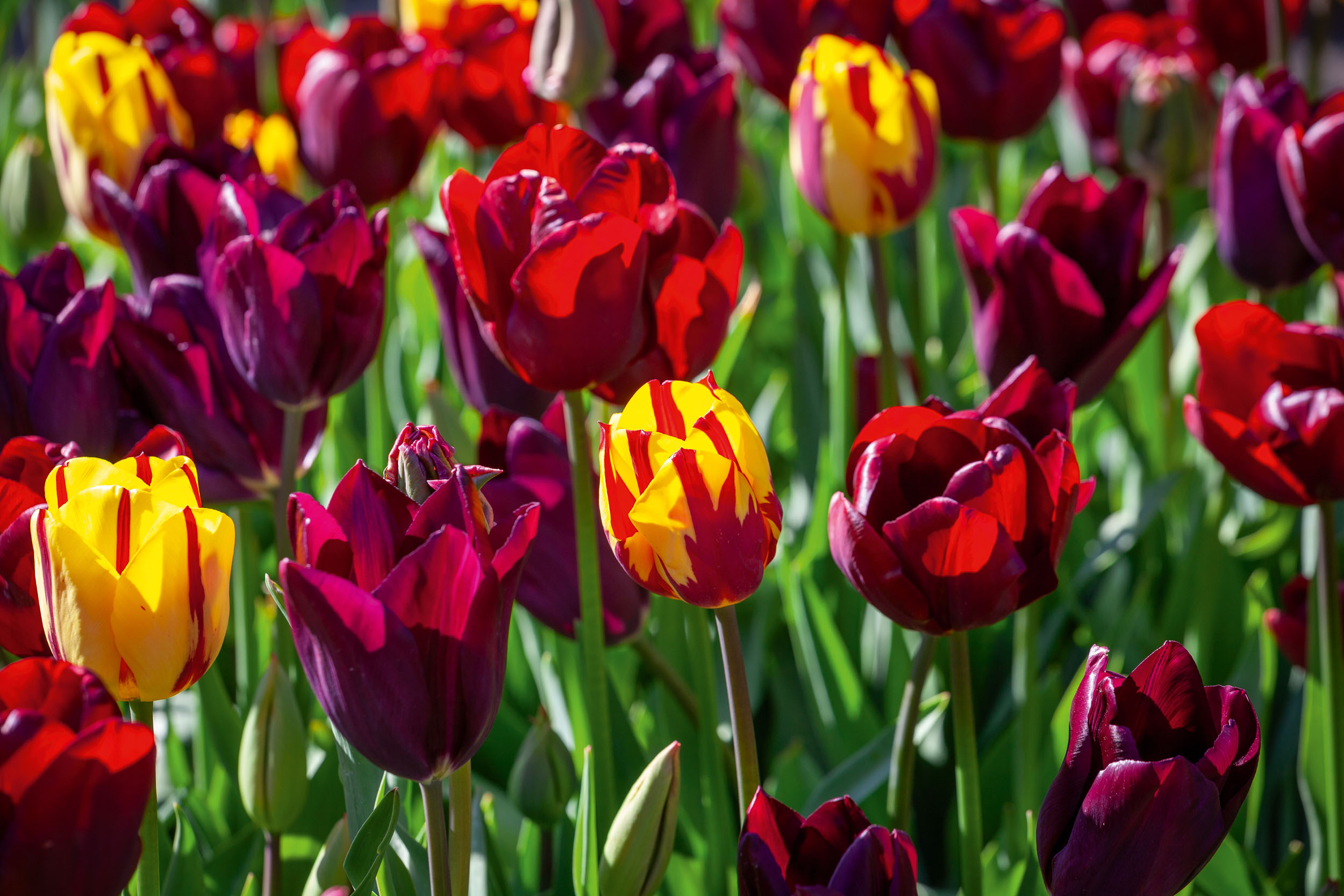Tulipa 'Helmar', 'Jan Reus' and 'Havran'