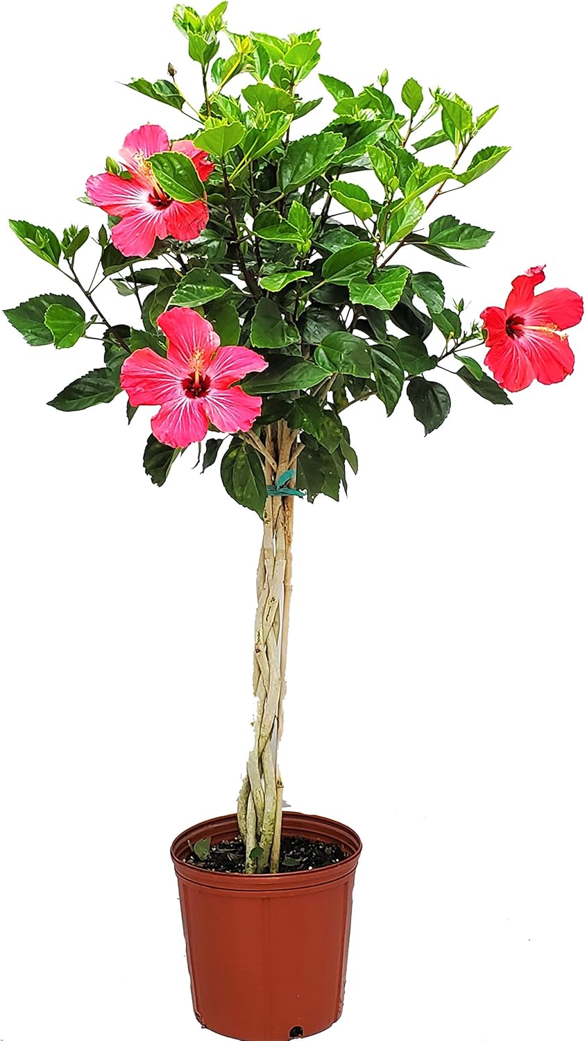 Hibiscus Plants Live - Braided Hibiscus Tree - Pink Painted Lady - Overall Height 38" to 44" - Tropical Plants of Florida (plant in Growers Pot)