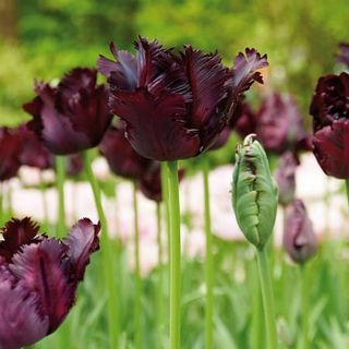 Van Zyverden Tulips Black Parrot Set of 12 Bulbs Black Part Sun