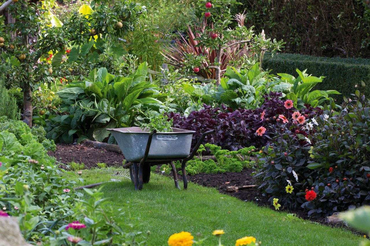 wheelbarrow by a veg patch in garden