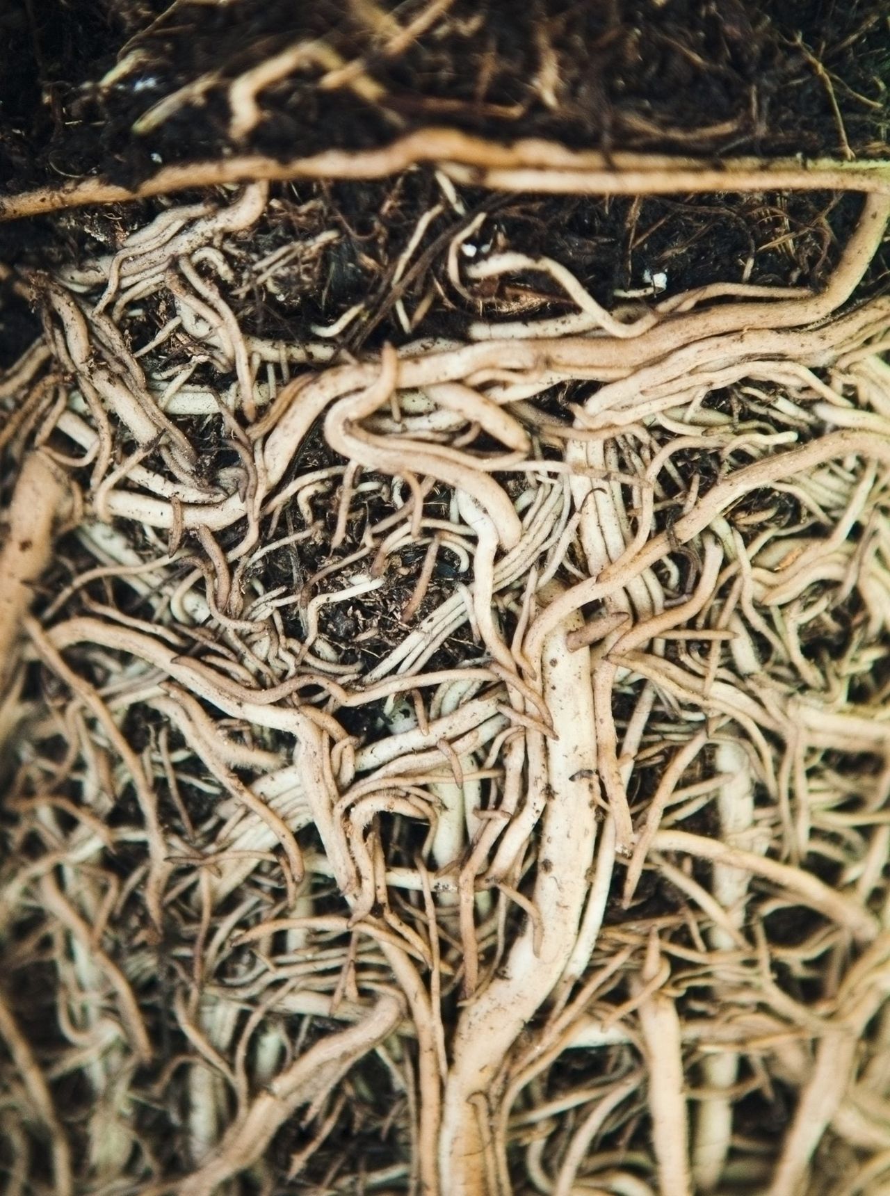 Close Up Of Plant Roots