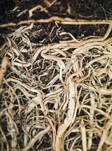 Close Up Of Plant Roots