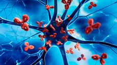illustration of red, y-shaped antibodies gathering around a large, blue nerve cell
