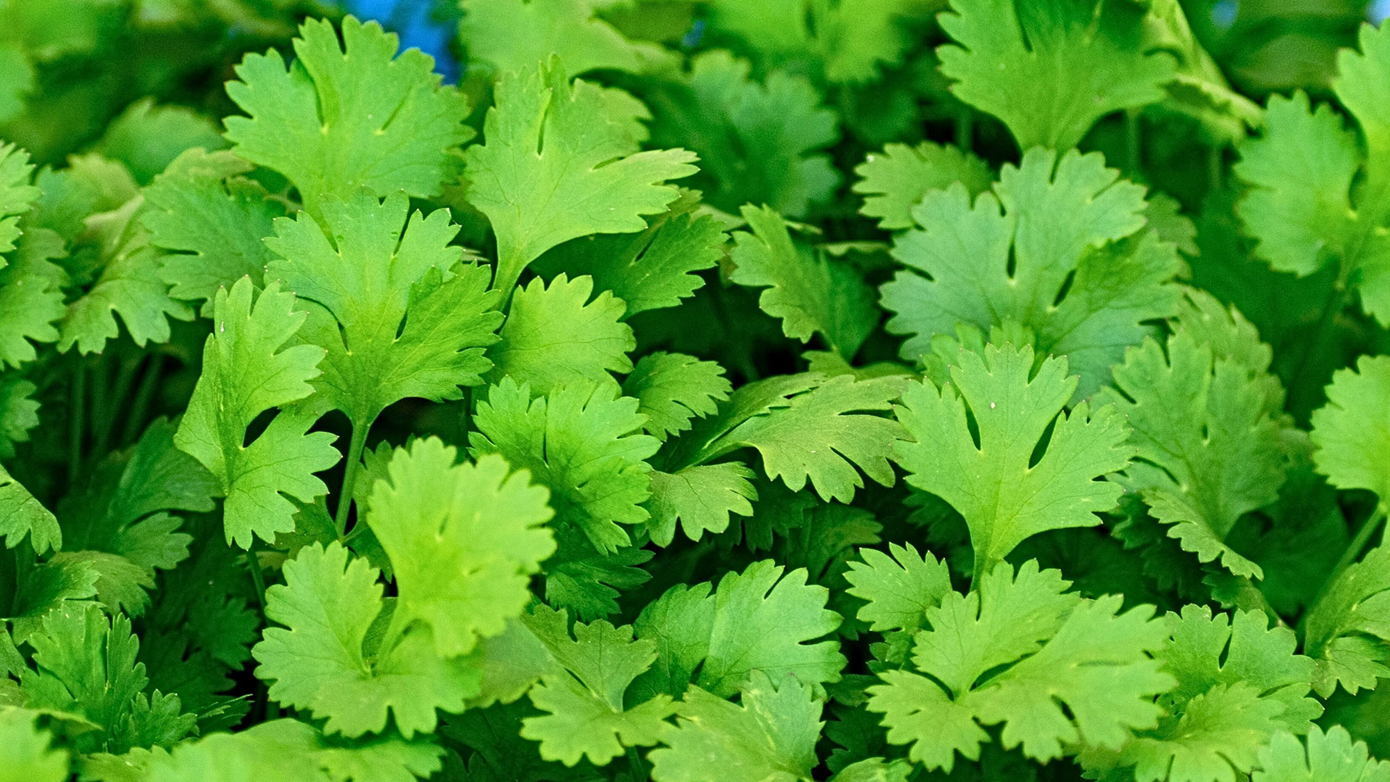 Fresh coriander