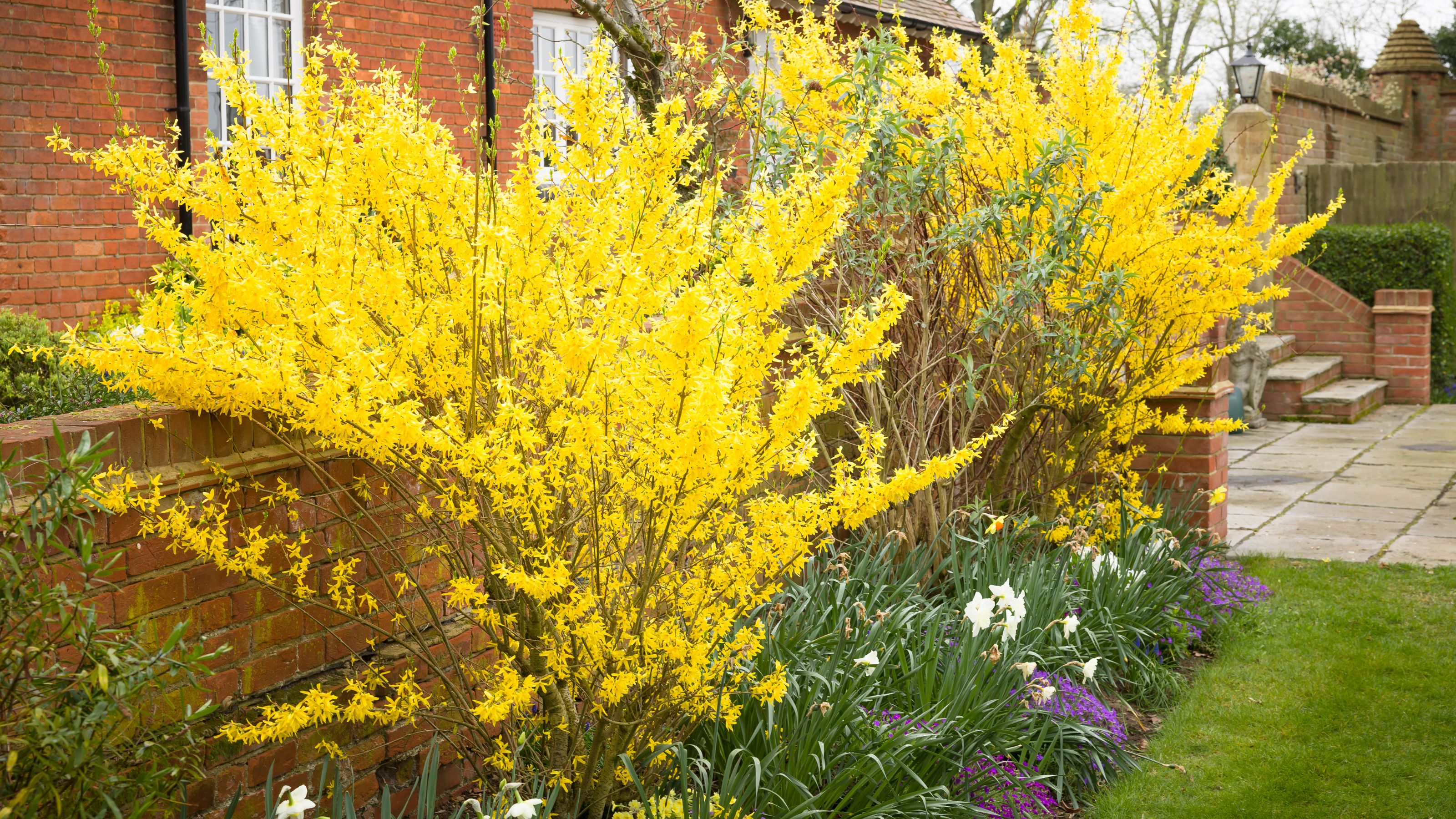 When to prune forsythia for vibrant yellow blooms Ideal Home