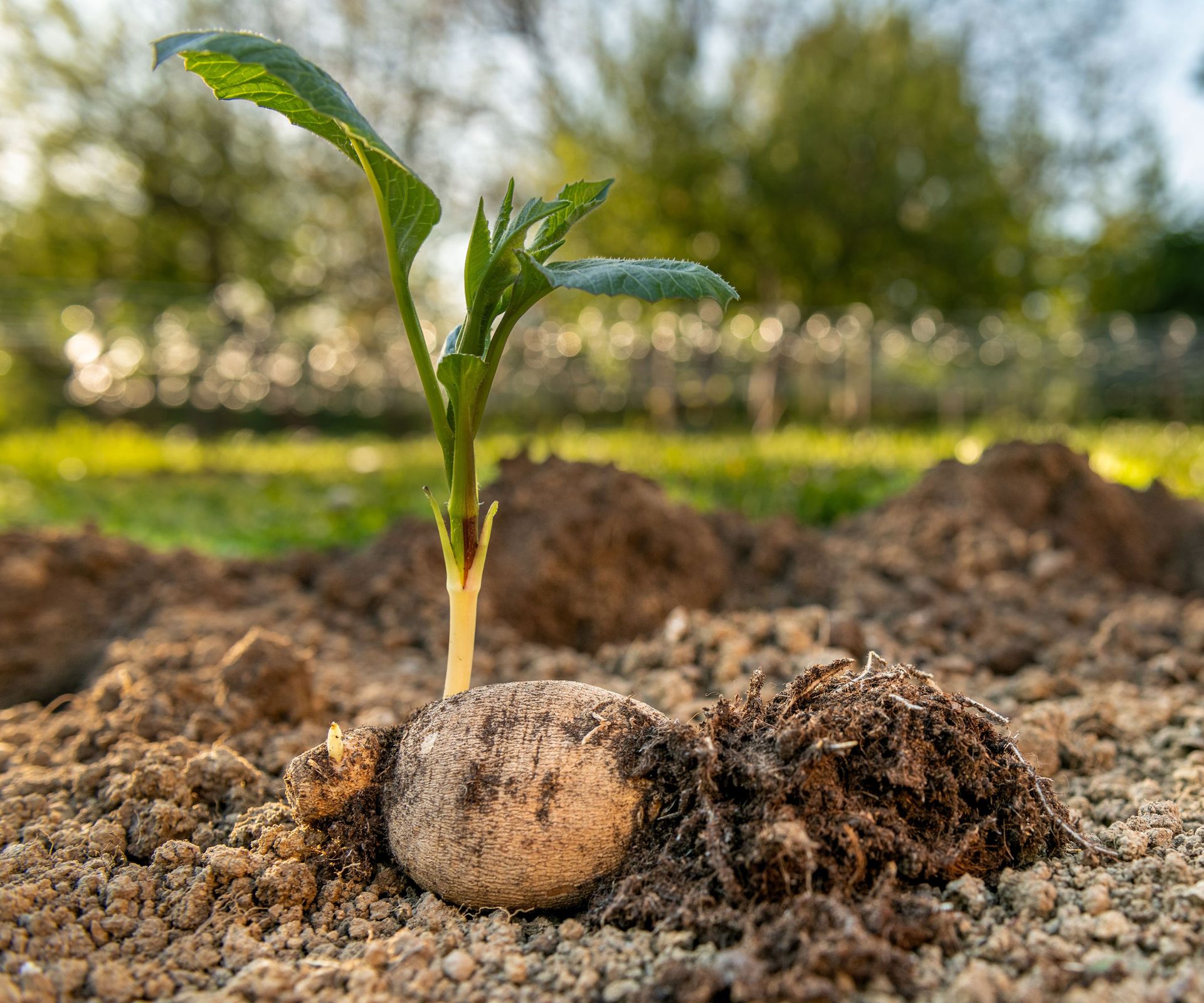 dahlia tuber sprouting leaves in garden soil