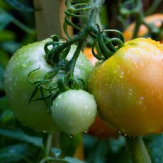 green and yellow tomatoes covered in water droplets on a vine