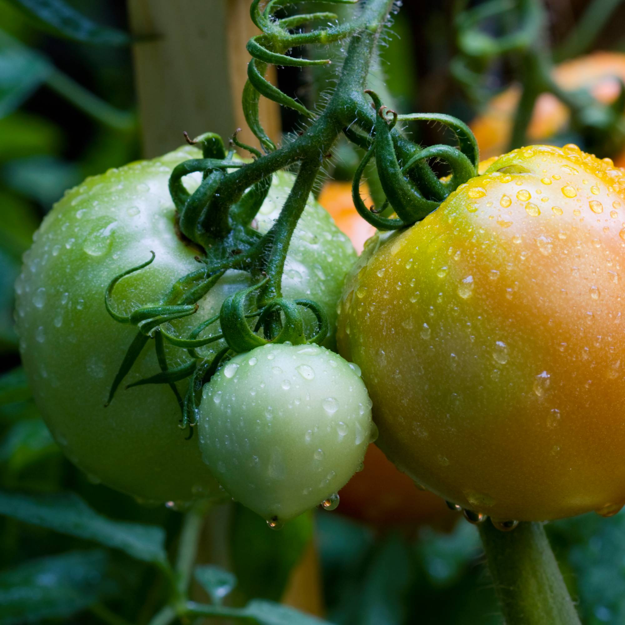 green and yellow tomatoes covered in water droplets on a vine