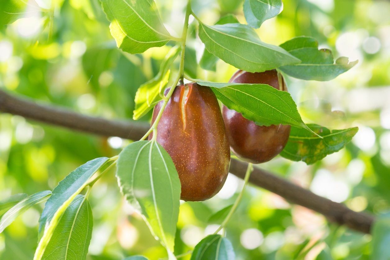 Jujube Tree