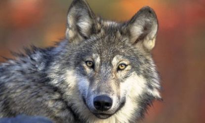 Some endangered animals, like the gray wolf, will no longer be protected because of budget cuts: Federal funding for high-speed rail and the United Nations was also trimmed in an 11th-hour de