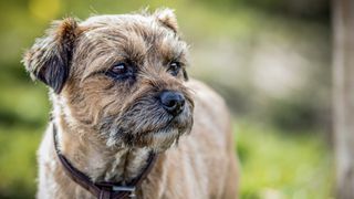 Border Terrier