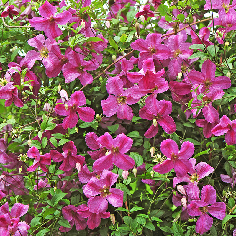 Pink Mink&amp;reg; Clematis Vine