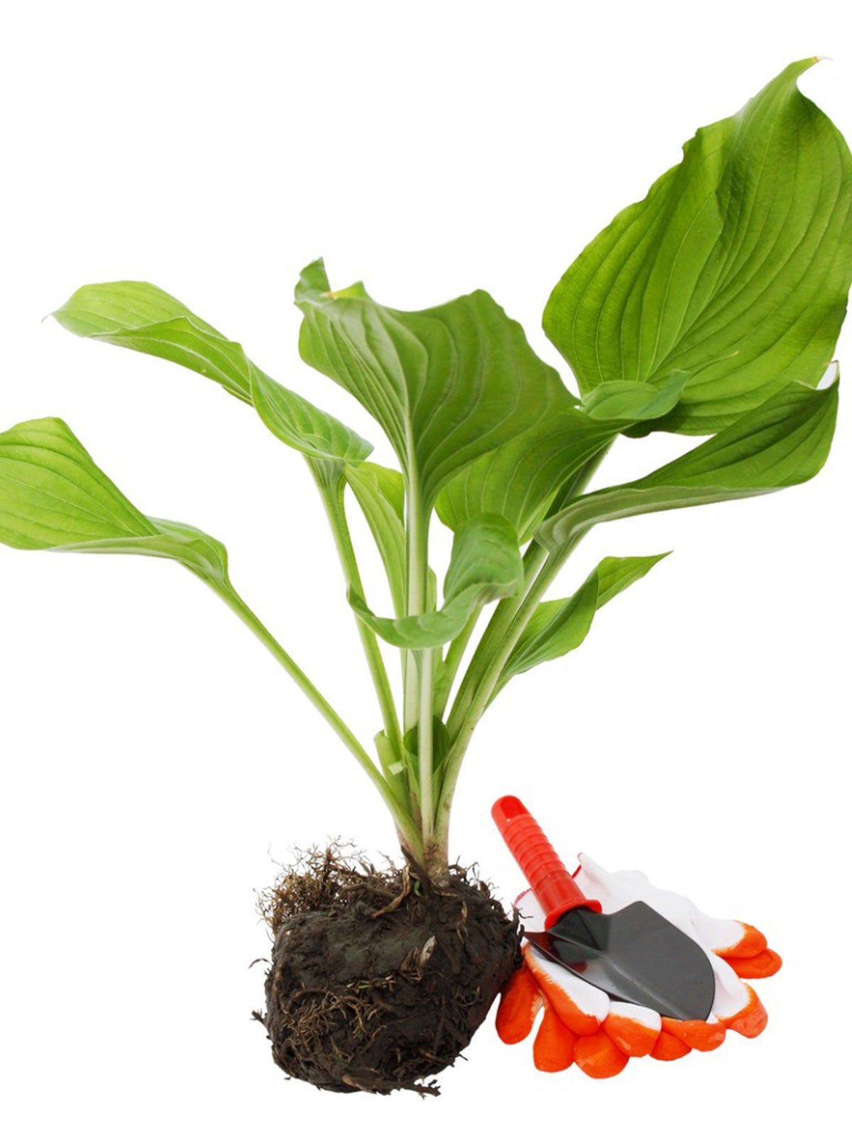 Uprooted Hosta Plant Next To Gardening Gloves And Shovel