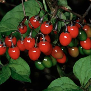 deadly nightshade berries - Karen Tweedy-Holmes - GettyImages-529263278