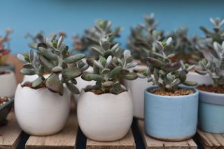 a group of Crassula ovata (Jade) plants in white and blue pots