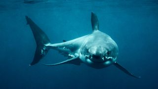 Curious white shark turns to look at camera in deep blue water